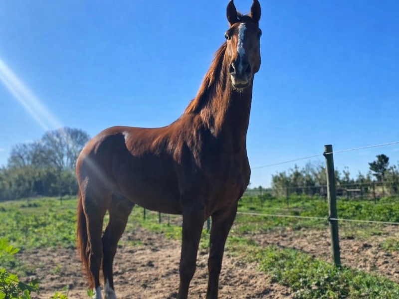 Opus do Mouchao profile photo 