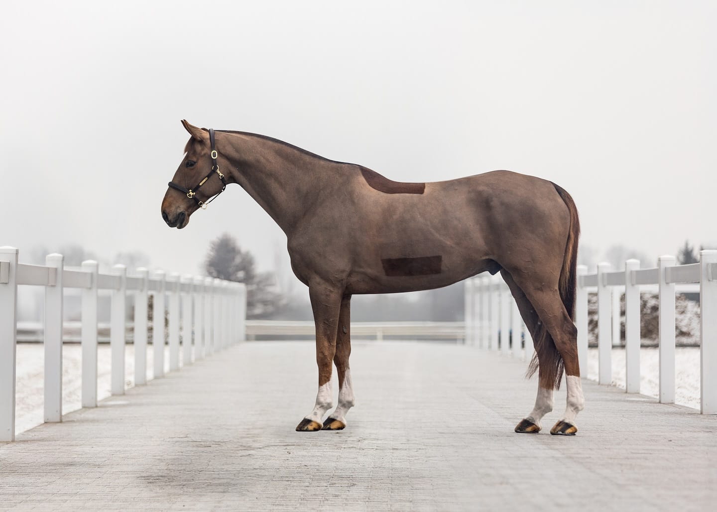 Ironman Meloni profile photo