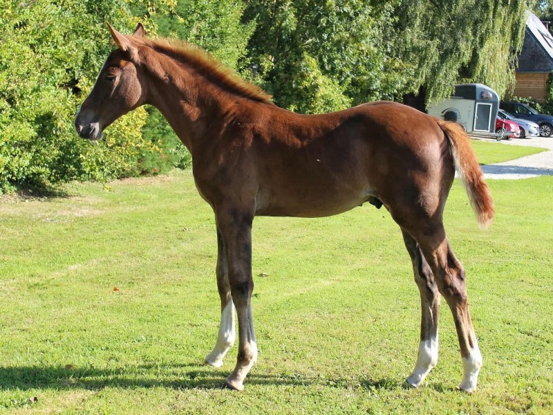 Patmos d'Enez profile photo 