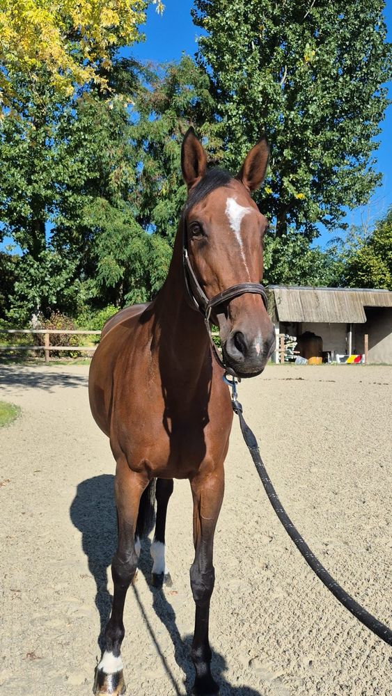 Fabuleuse Des Etangs profile photo