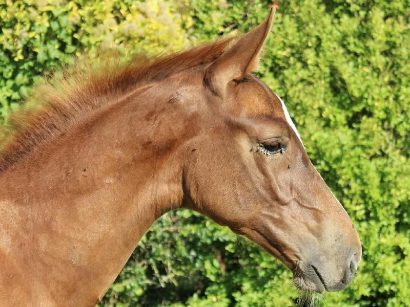 Patmos d'Enez profile photo 