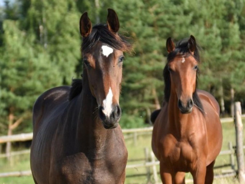 Neymar Diamante Sz Z profile photo 