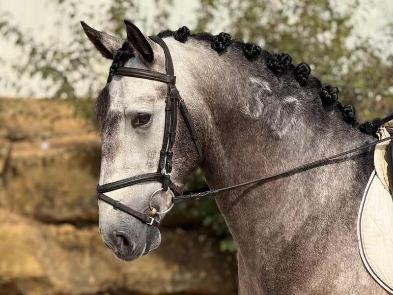 Santana profile photo