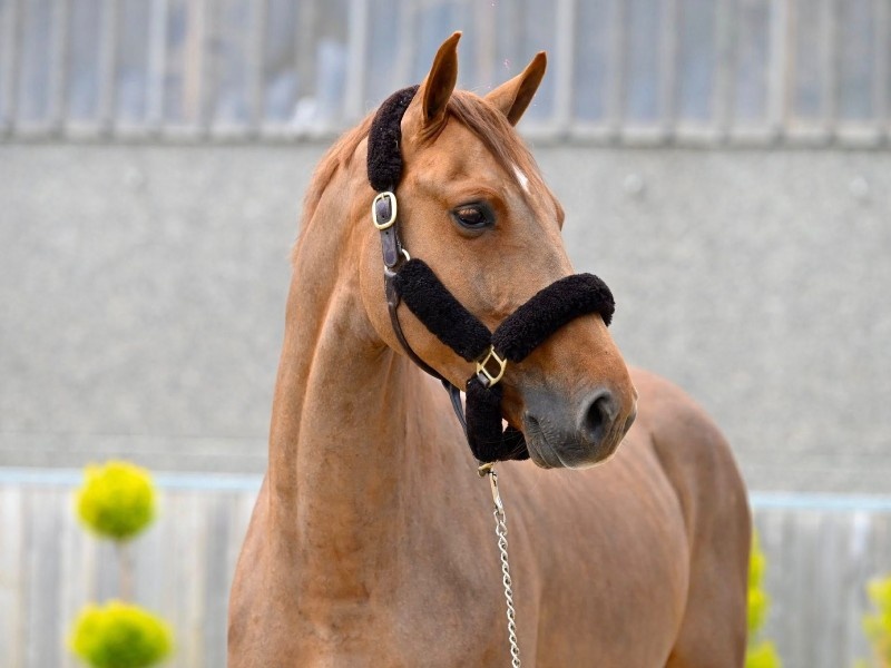 Amaretto Van De Zuuthoeve Z profile photo 