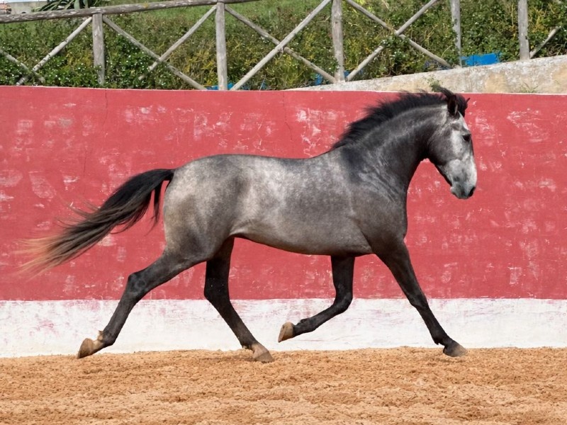 Santana profile photo