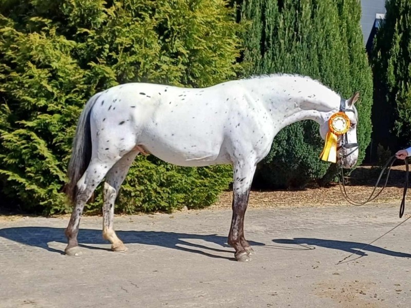 Bjergagers Dvalin profile photo 