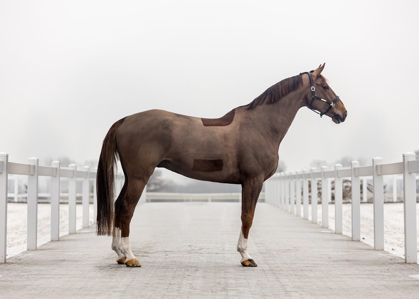 Ironman Meloni profile photo