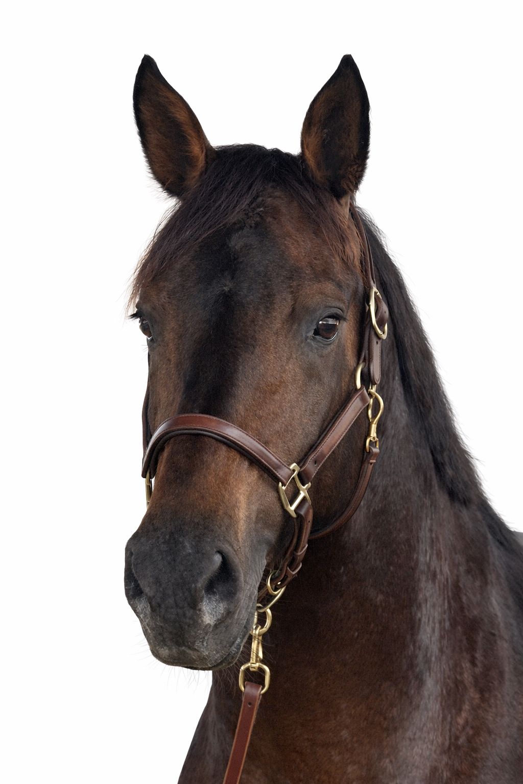 Donat Z profile photo