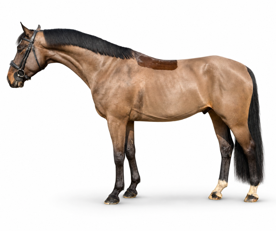 Clinton’s Baby: How Bridl Scouts European Horses for the U.S. Hunter Market case study image