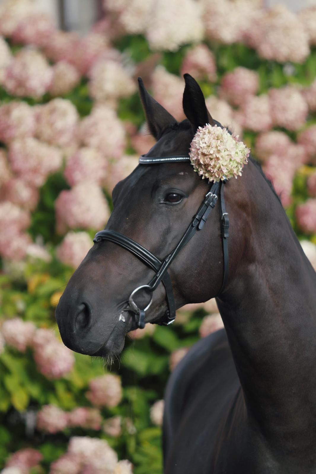 Fidelio profile photo