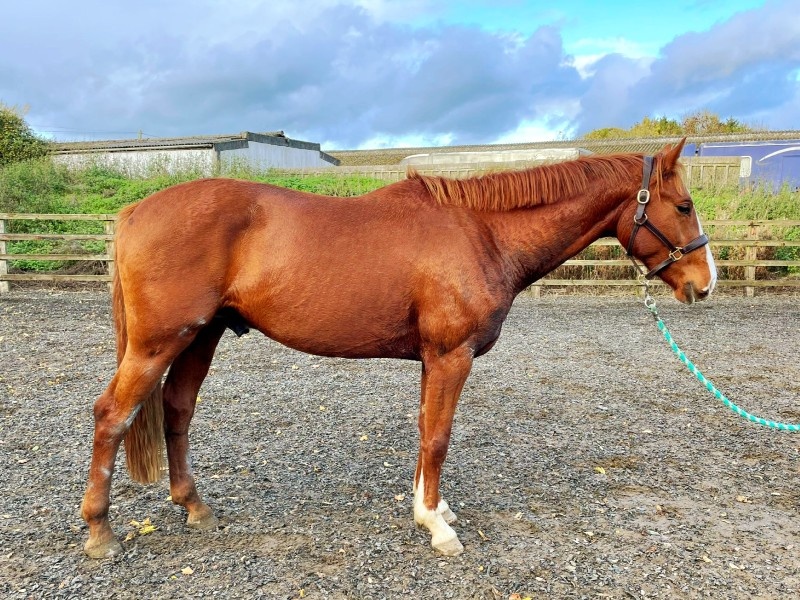 Summer Solstice Party profile photo