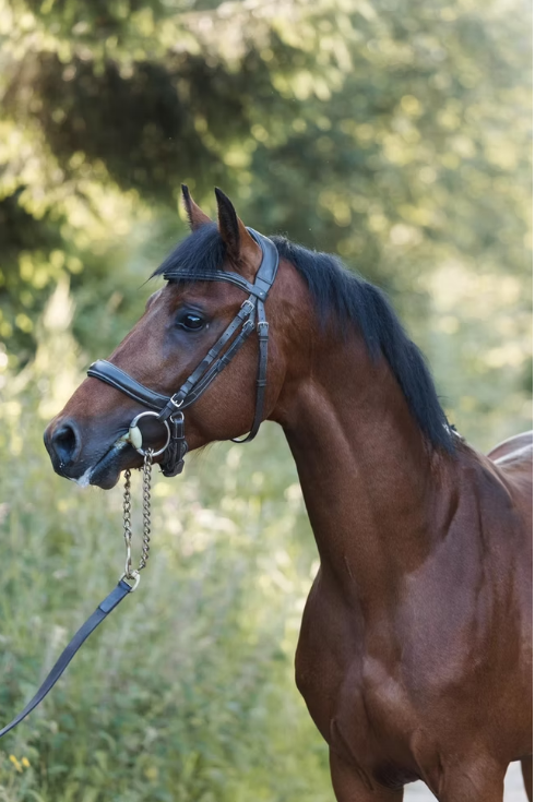 Little Star de Rox profile photo 