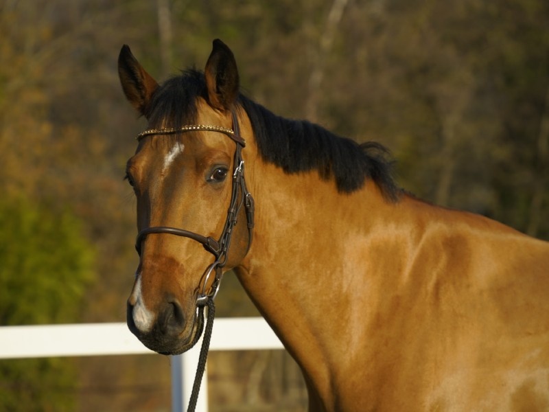 Commodores Vd Ark Z profile photo