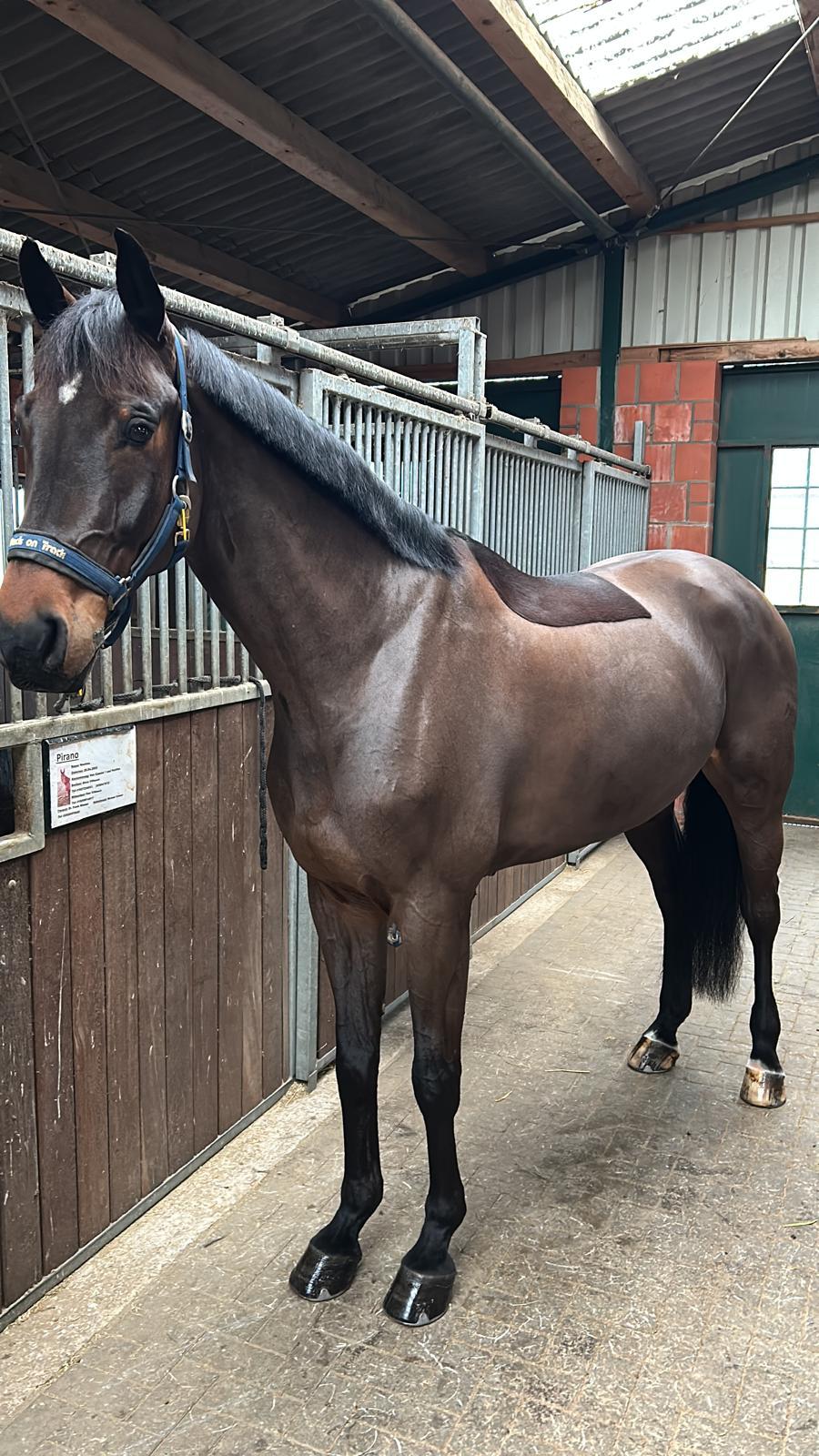 Diatendro's Clara profile photo 