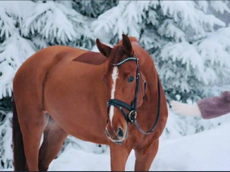 Klaus K profile photo