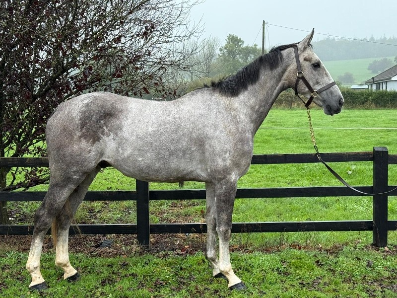 Higgins profile photo