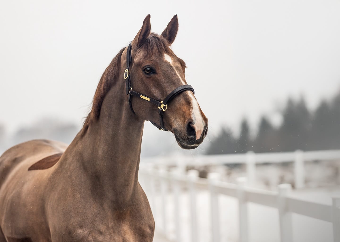 Ironman Meloni profile photo