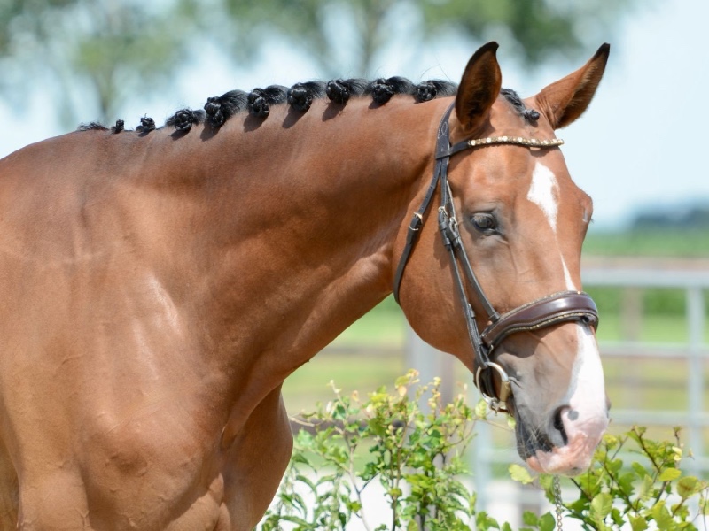 Cloud van de ziedvoort Z profile photo 