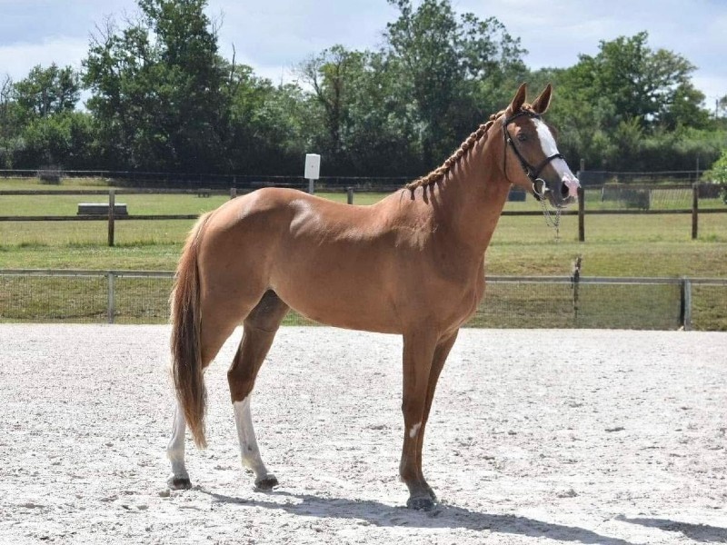 Jafrane De Chalusse profile photo