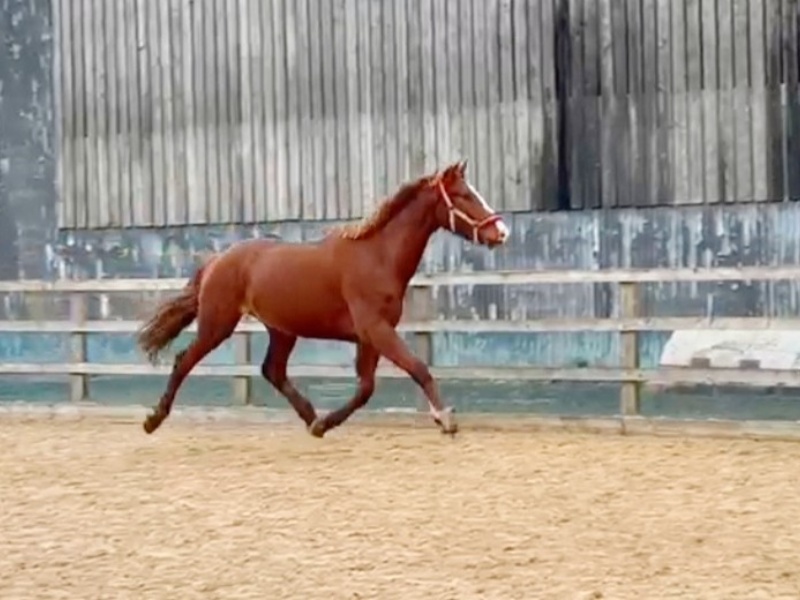 Summer Solstice Party profile photo 