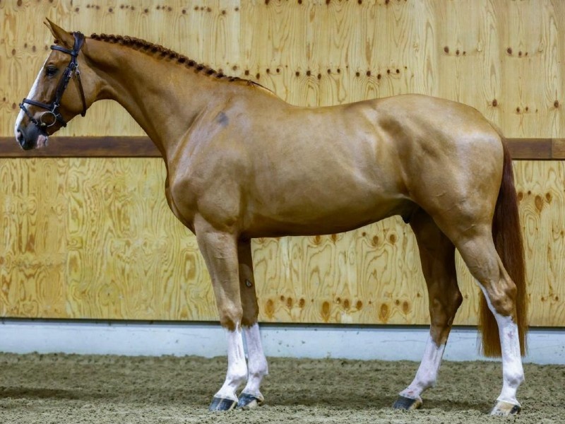 Sony Boy de Lazerou profile photo