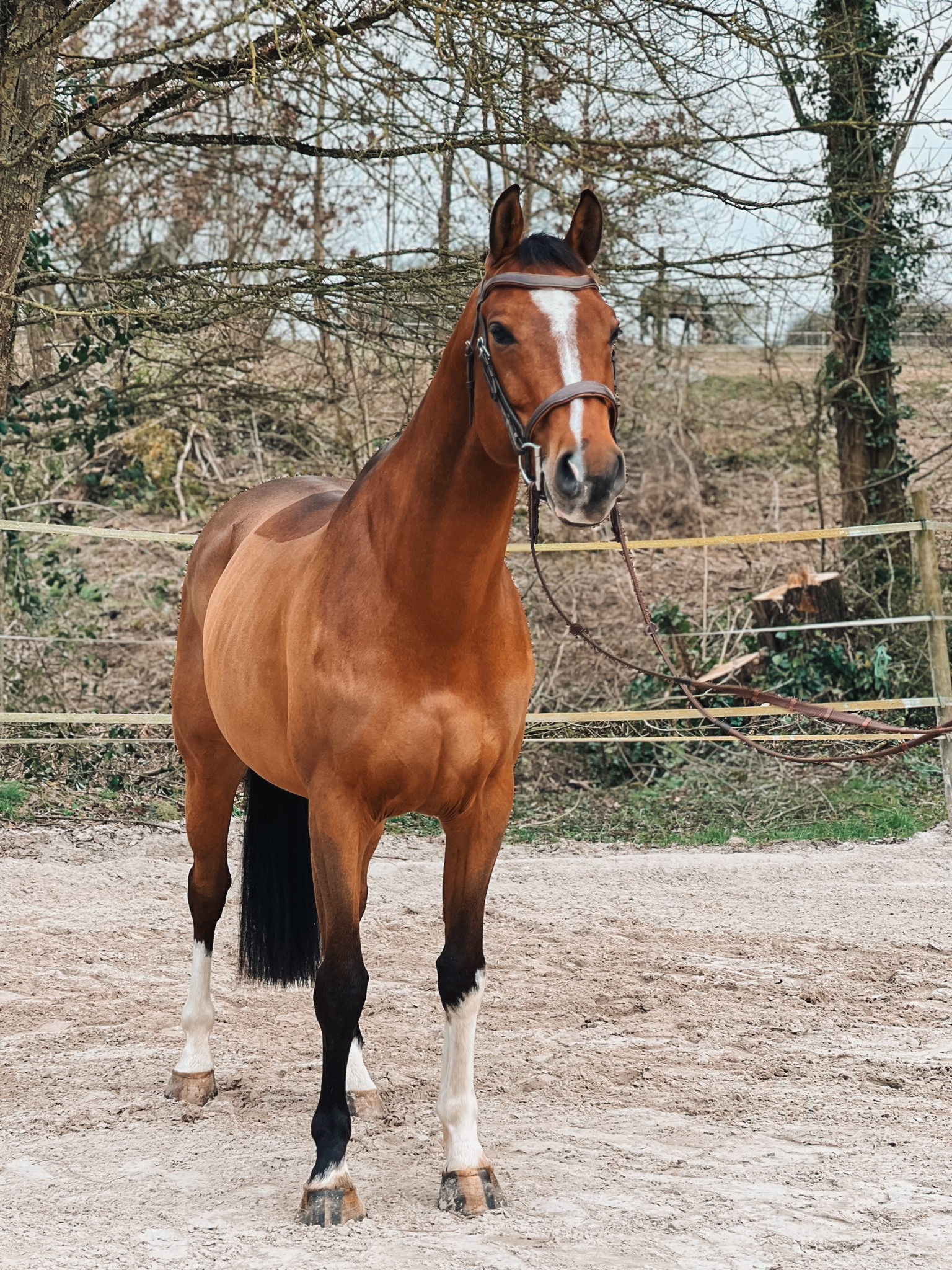 Hagilou L'euro profile photo 