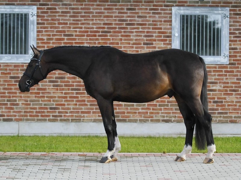 Fidelio profile photo