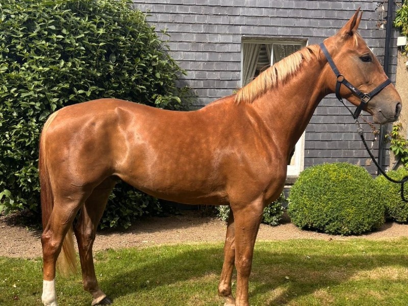 Biscuit profile photo 