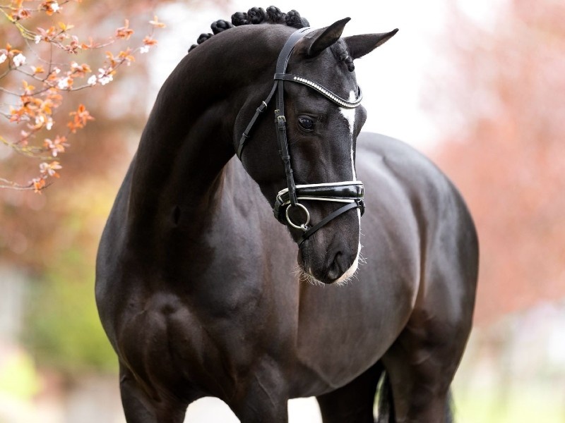 Octaaf profile photo