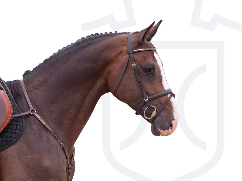 Canizares profile photo