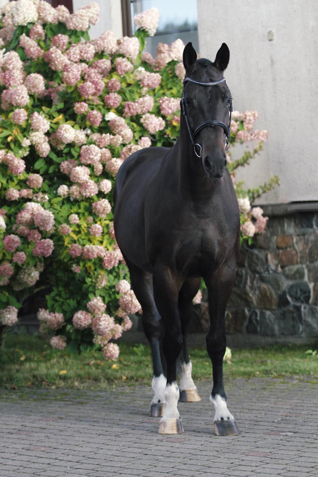 Fidelio profile photo