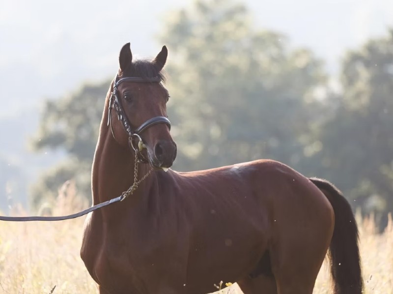 Little Star de Rox profile photo