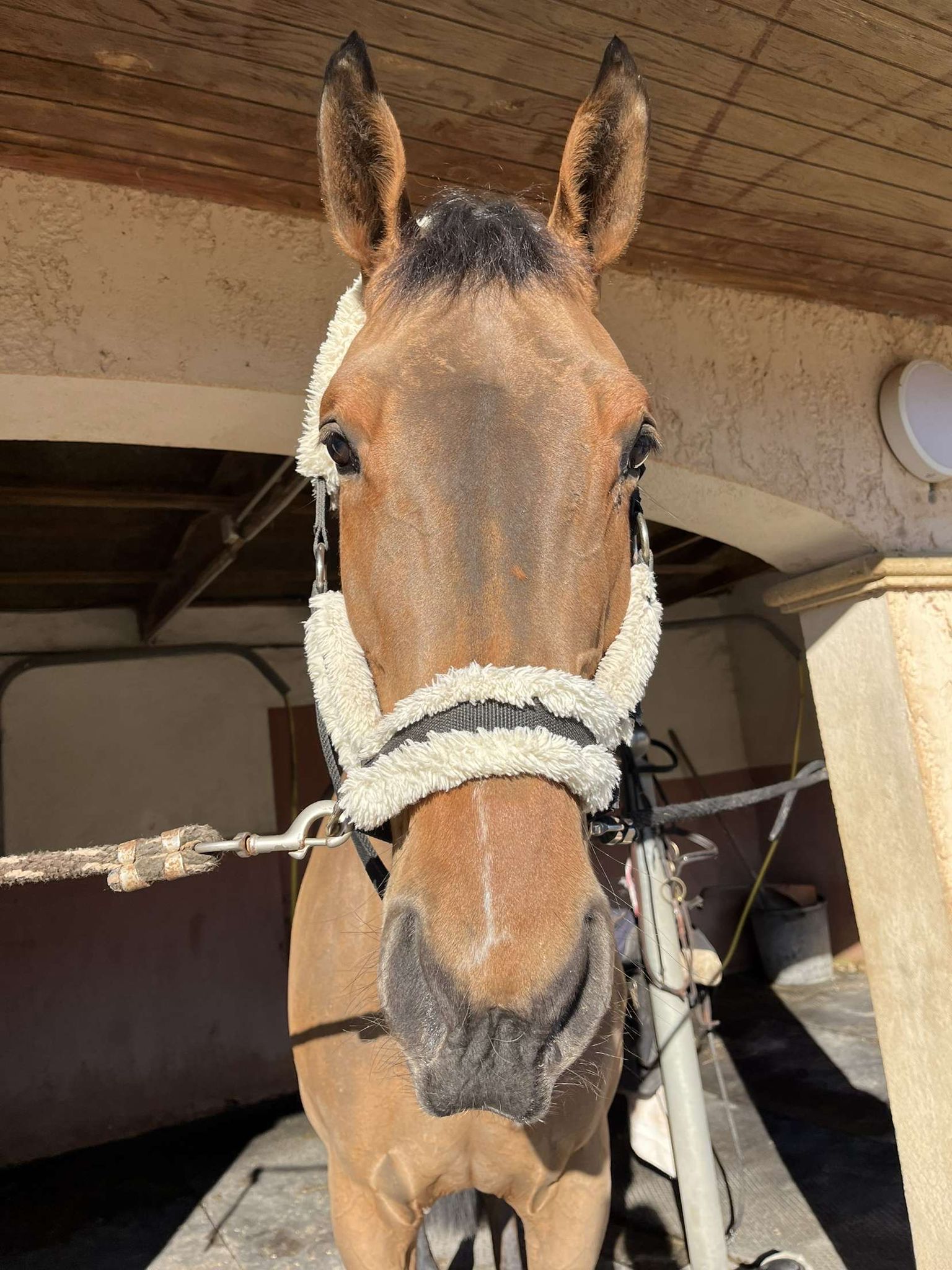 Cheyenne Du Lavillon profile photo 