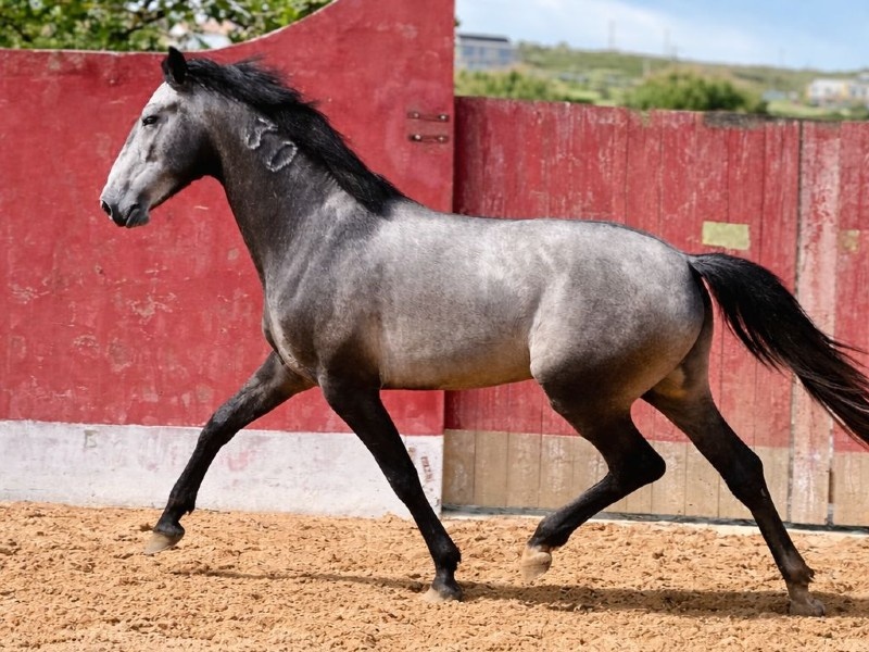 Santana profile photo