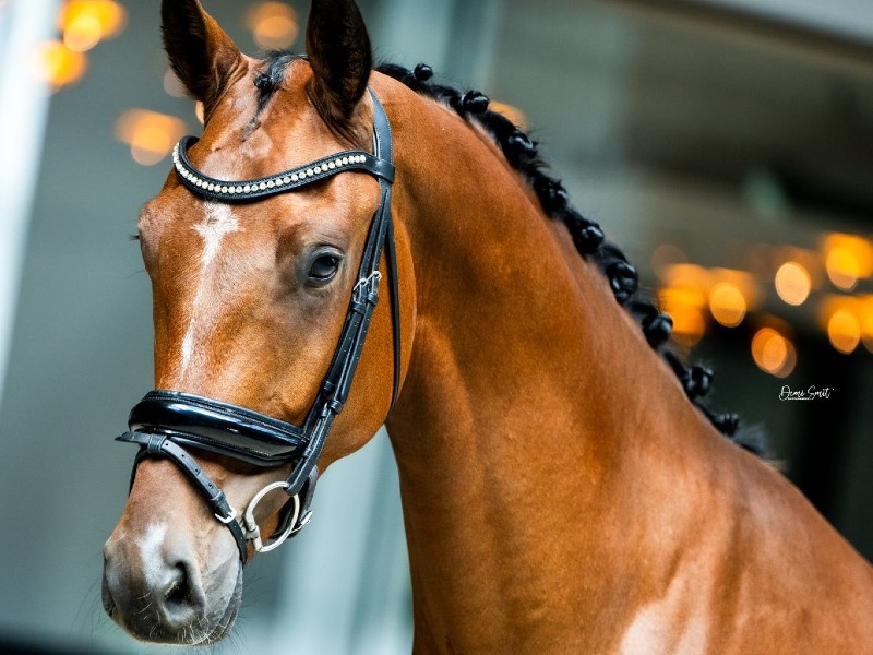 Stephano profile photo