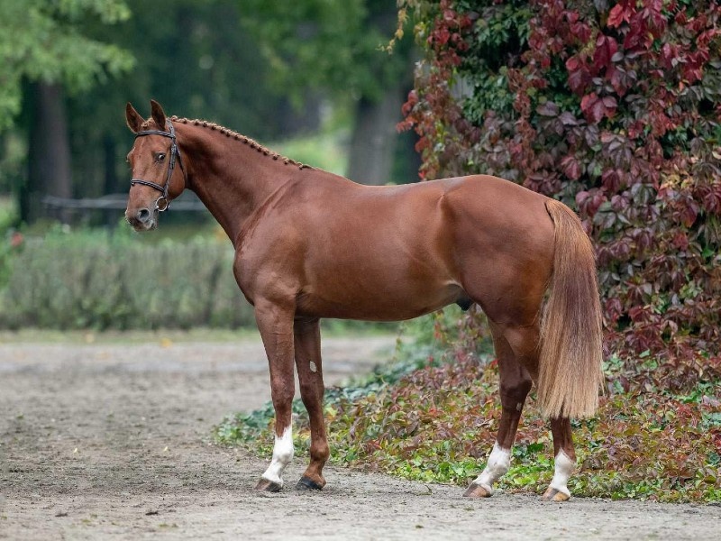 Vestarino profile photo