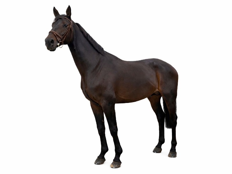 Donat Z profile photo