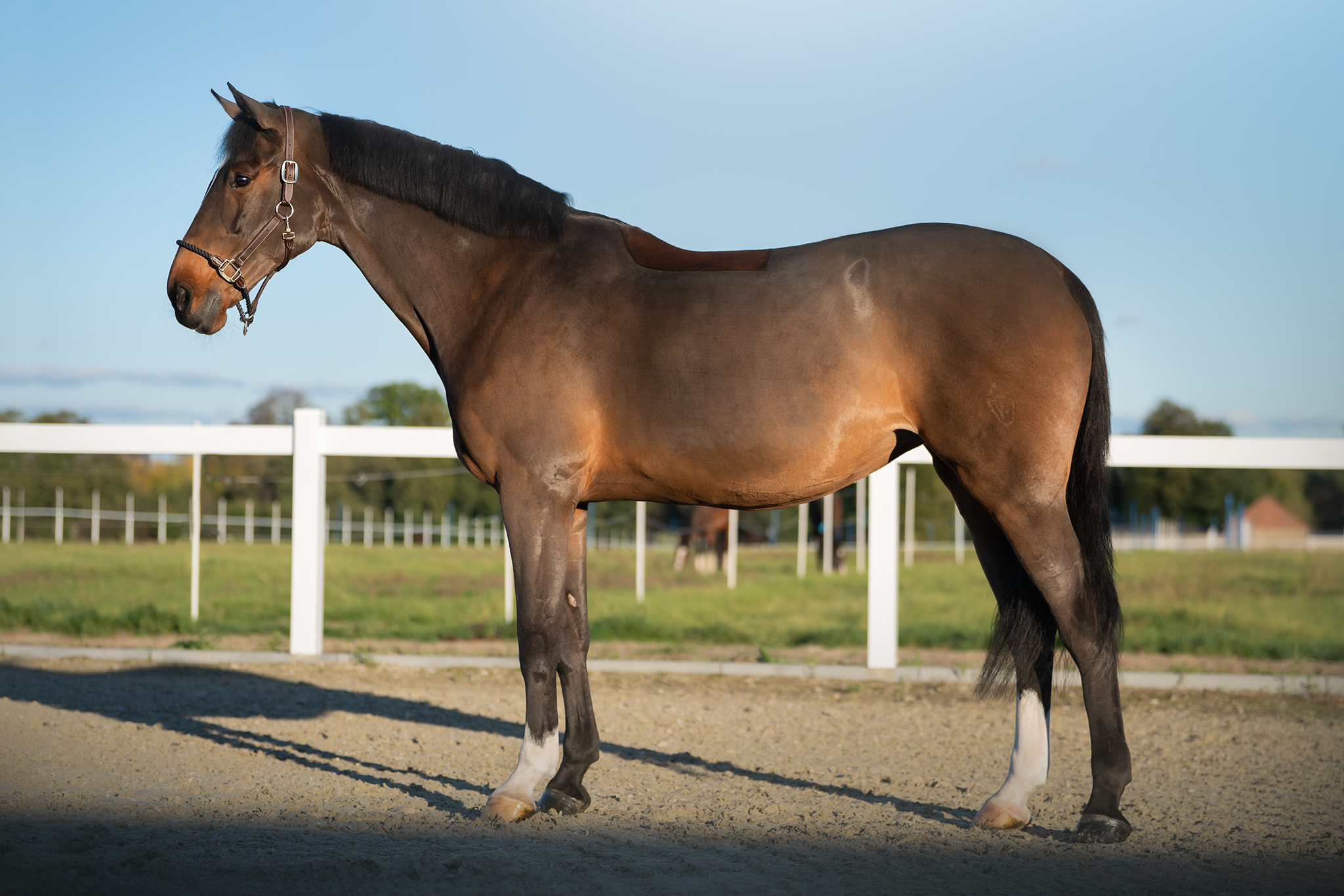 Westfalia L profile photo