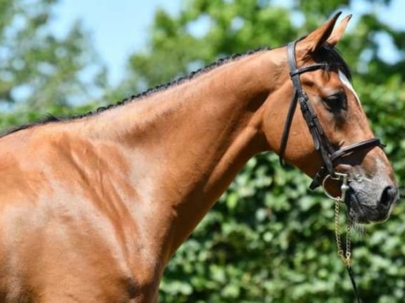 Monsieur D.S. profile photo