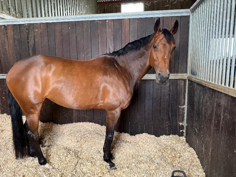 Icarda DKG profile photo