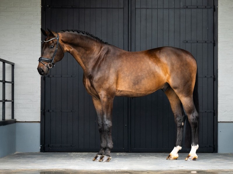 Fiandro profile photo