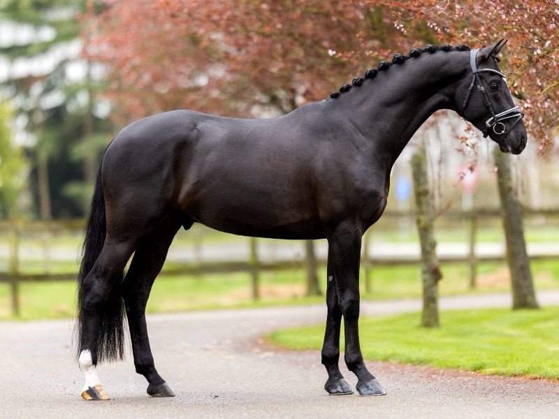 Octaaf profile photo