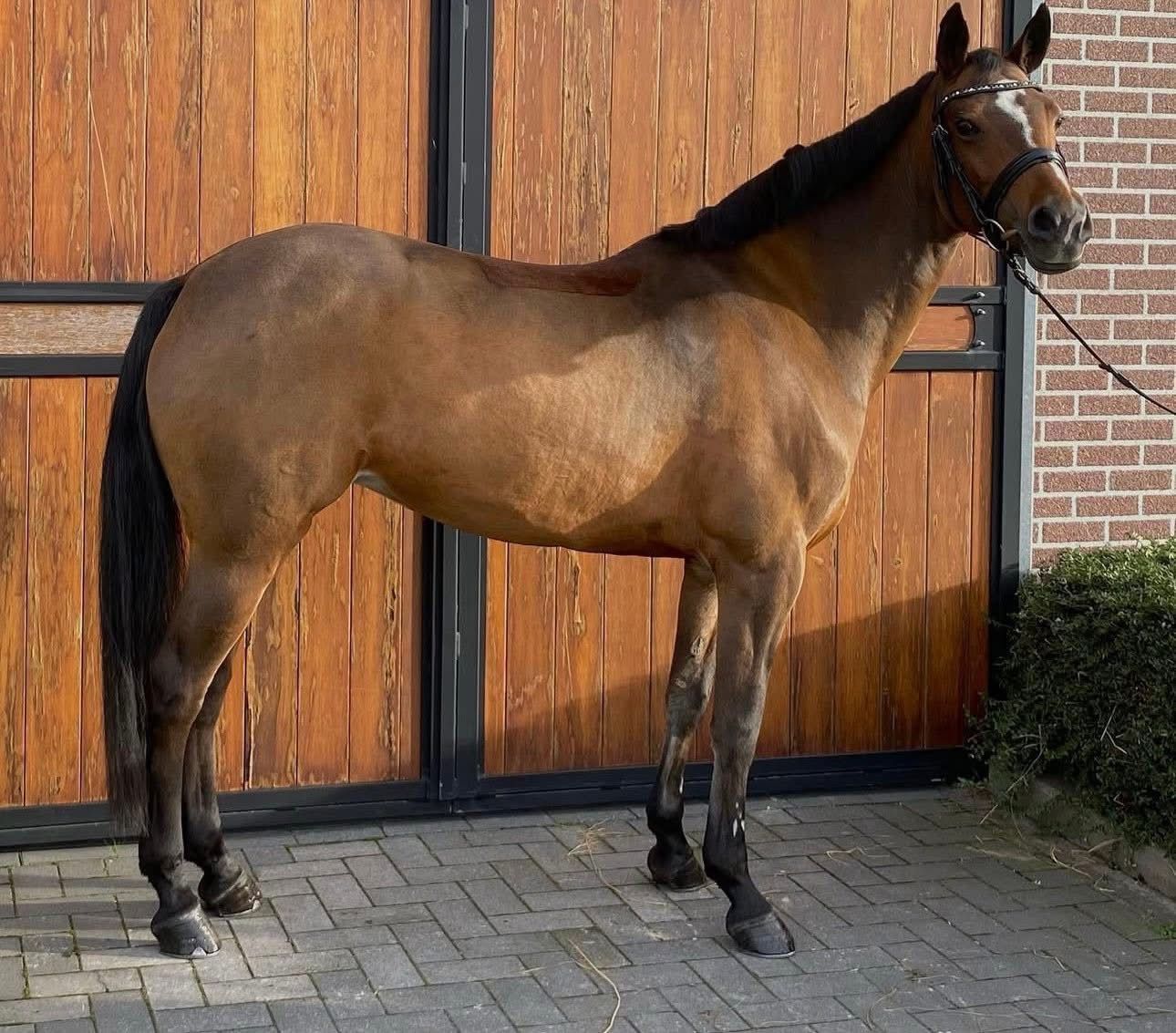 Ocarina Van De Bekerheide profile photo