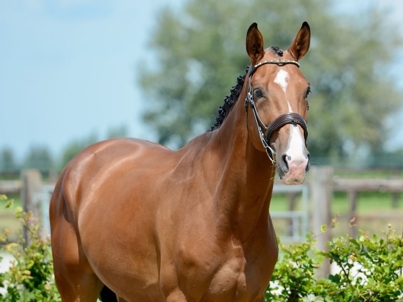 Cloud van de ziedvoort Z profile photo 