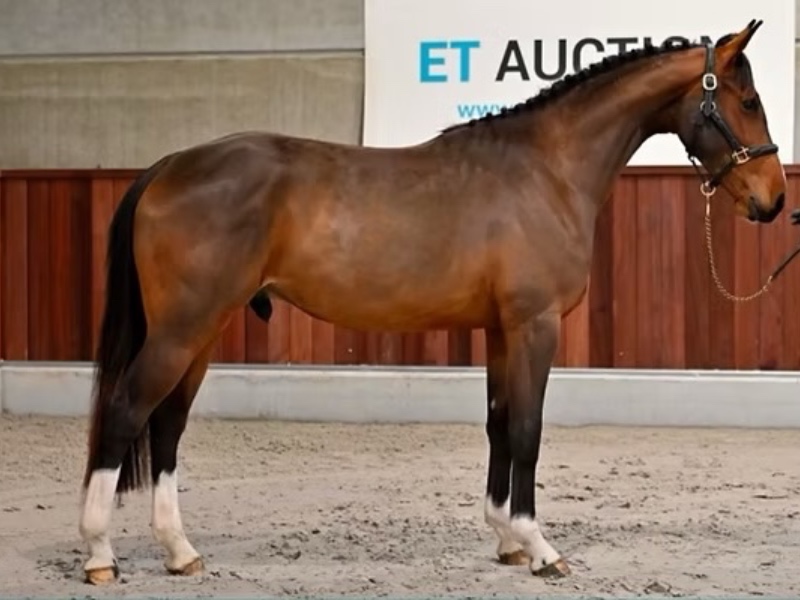 Tiens Tiens van het Paardeveld profile photo