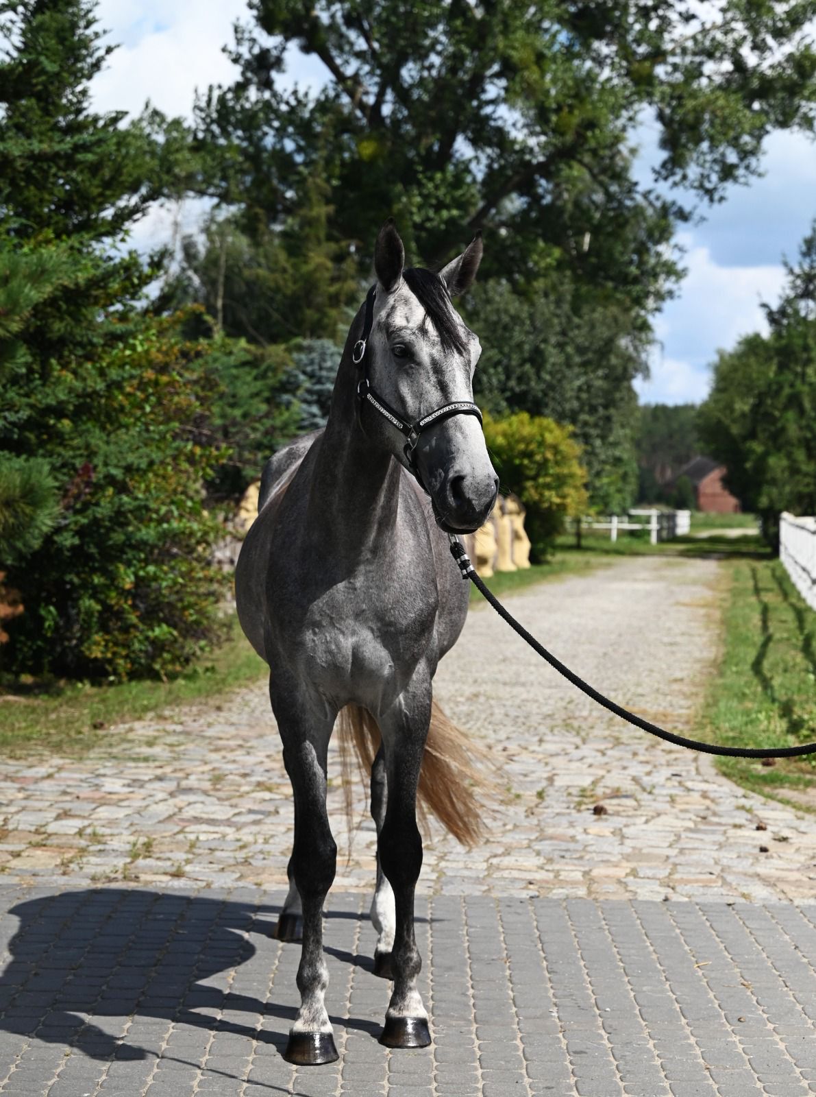 Erdon GR profile photo 