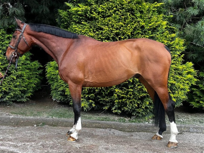 Andino profile photo