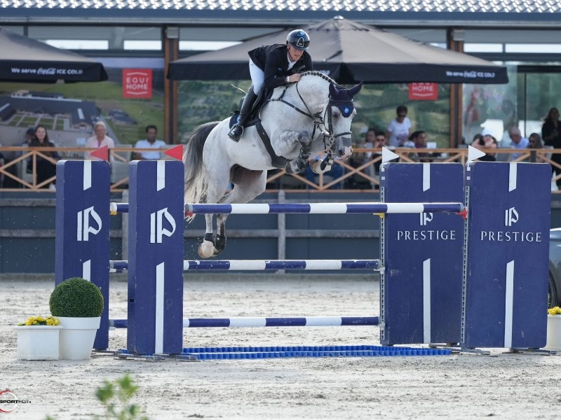 Quino Star Horse thumbnail