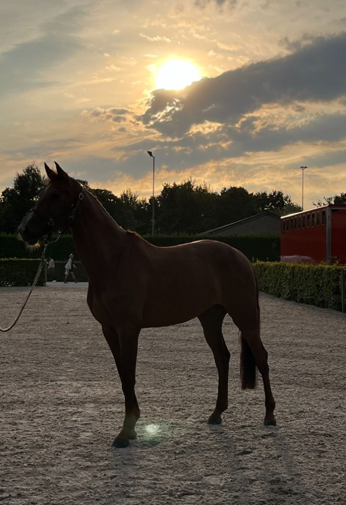 Latoya VDE profile photo 