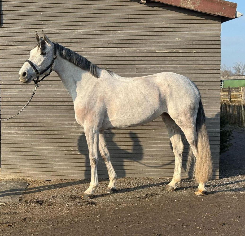 Coca Du Haut Du Roy Z profile photo 